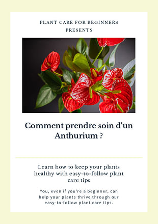 Comment prendre soin d'un Anthurium ?