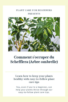 Comment s'occuper du Schefflera (Arbre ombrelle)