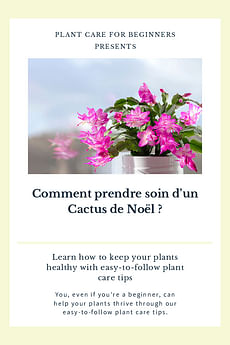 Comment prendre soin d'un Cactus de Noël ?