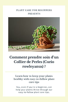 Comment prendre soin d'un Collier de Perles (Curio rowleyanus) ?