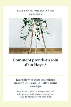 Comment prends-tu soin d'un Hoya ?