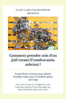 Comment prendre soin d'un Juif errant (Trandescantia zebrina) ?