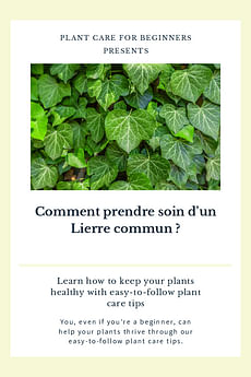 Comment prendre soin d'un Lierre commun ?