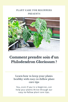 Comment prendre soin d'un Philodendron Gloriosum ?