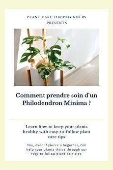 Comment prendre soin d'un Philodendron Minima ?