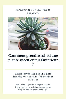 Comment prendre soin d'une plante succulente à l'intérieur ?