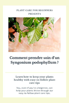 Comment prendre soin d'un Syngonium podophyllum ?