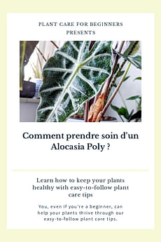 Comment prendre soin d'un Alocasia Poly ?