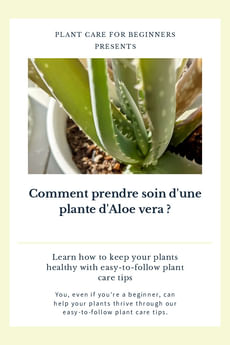 Comment prendre soin d'une plante d'Aloe vera ?