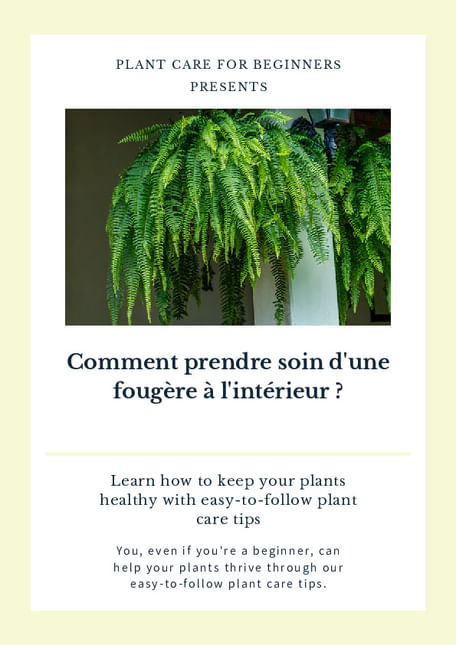 Comment prendre soin d'une fougère à l'intérieur ?