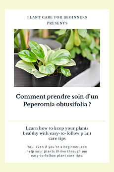 Comment prendre soin d'un Peperomia obtusifolia ?