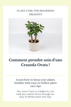 Comment prendre soin d'une Crassula Ovata ?