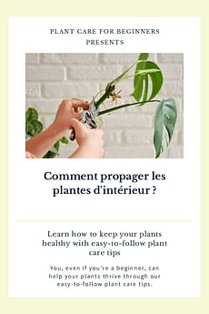Comment propager les plantes d'intérieur ?