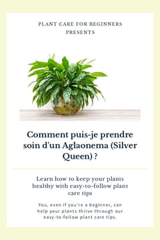 Comment puis-je prendre soin d'un Aglaonema (Silver Queen) ?