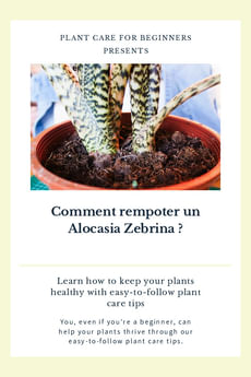 Comment rempoter un Alocasia Zebrina ?