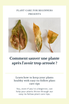 Comment sauver une plante après l'avoir trop arrosée ?