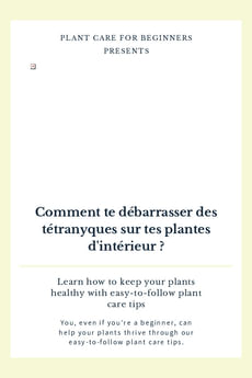 Comment te débarrasser des tétranyques sur tes plantes d'intérieur ?