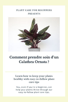 Comment prendre soin d'un Calathea Ornata ?