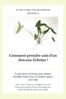 Comment prendre soin d'un Alocasia Zebrina ?