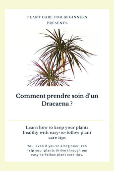 Comment prendre soin d'un Dracaena ?