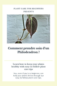 Comment prendre soin d'un Philodendron ?