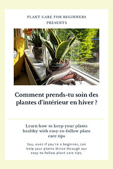 Comment prends-tu soin des plantes d'intérieur en hiver ?