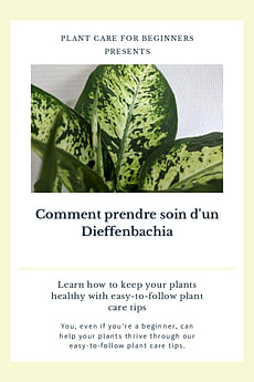 Comment prendre soin d'un Dieffenbachia