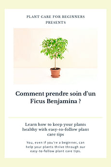 Comment prendre soin d'un Ficus Benjamina ?