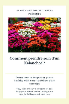 Comment prendre soin d'un Kalanchoé ?