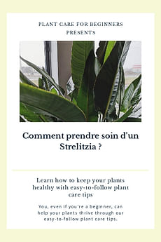 Comment prendre soin d'un Strelitzia ?