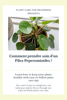 Comment prendre soin d'un Pilea Peperomioides ?