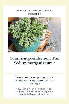 Comment prendre soin d'un Sedum morganianum ?