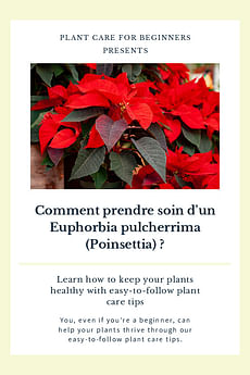Comment prendre soin d'un Euphorbia pulcherrima (Poinsettia) ?