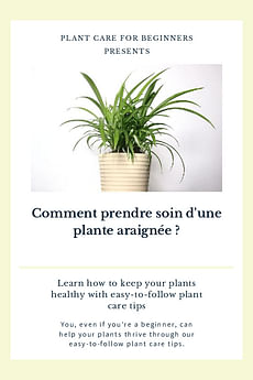 Comment prendre soin d'une plante araignée ?