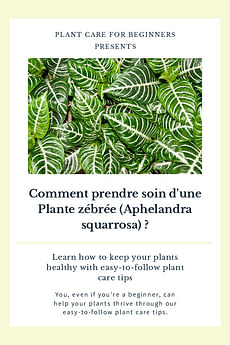Comment prendre soin d'une Plante zébrée (Aphelandra squarrosa) ?