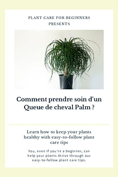 Comment prendre soin d'un Queue de cheval Palm ?