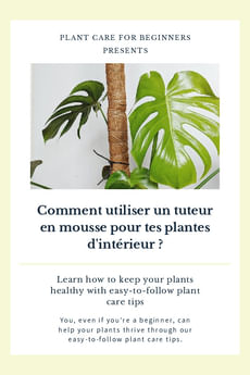 Comment utiliser un tuteur en mousse pour tes plantes d'intérieur ?