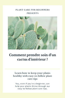 Comment prendre soin d'un cactus d'intérieur ?