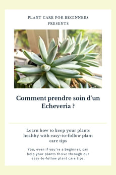 Comment prendre soin d'un Echeveria ?