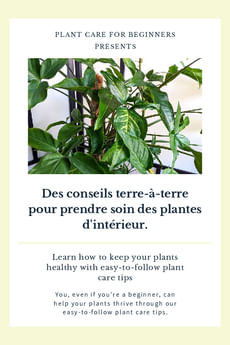 Des conseils terre-à-terre pour prendre soin des plantes d'intérieur.