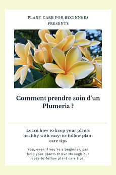 Comment prendre soin d'un Plumeria ?