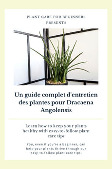 Un guide complet d'entretien des plantes pour Dracaena Angolensis
