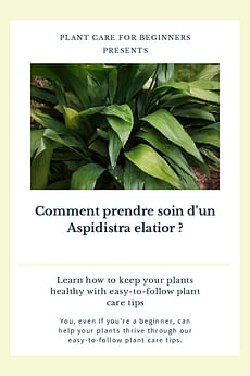 Comment prendre soin d'un Aspidistra elatior ?