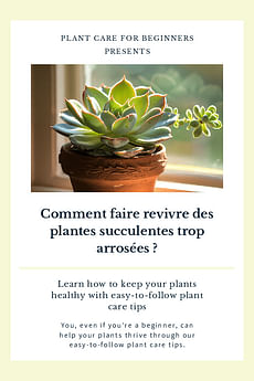 Comment faire revivre des plantes succulentes trop arrosées ?
