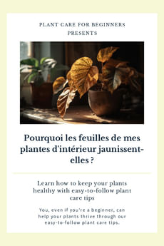 Pourquoi les feuilles de mes plantes d'intérieur jaunissent-elles ?