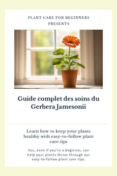 Guide complet des soins du Gerbera Jamesonii