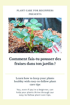 Comment fais-tu pousser des fraises dans ton jardin ?