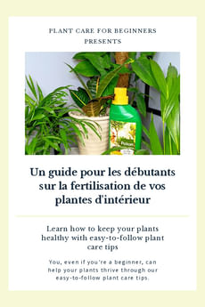 Un guide pour les débutants sur la fertilisation de vos plantes d'intérieur