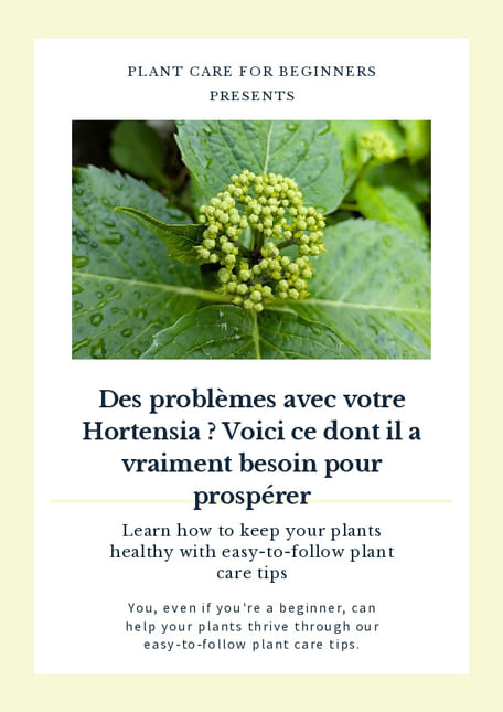Des problèmes avec votre Hortensia ? Voici ce dont il a vraiment besoin pour prospérer