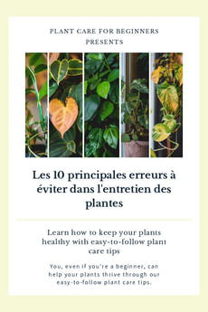 Les 10 principales erreurs à éviter dans l'entretien des plantes